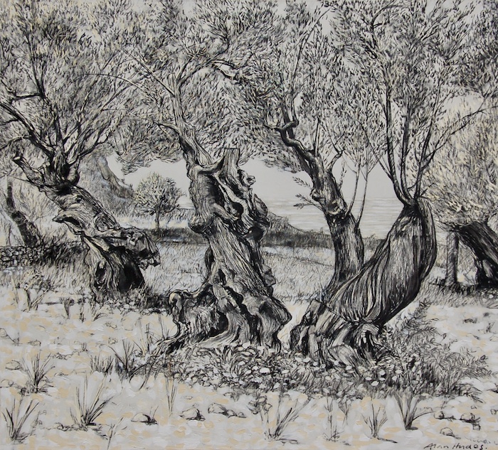 ancient olive trees in charvoal by Alan Hydes