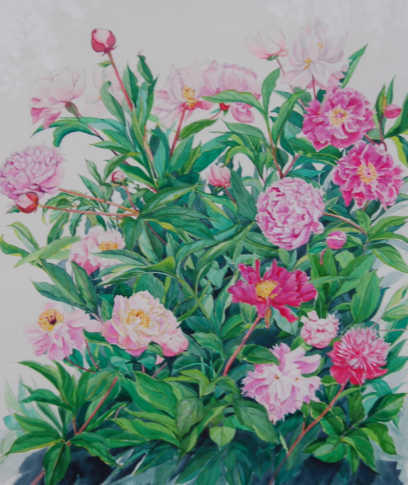 peonies by Alan Hydes