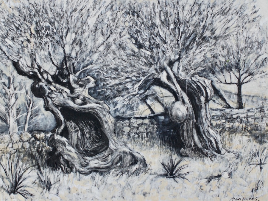 old olive trees painted by Alan Hydes